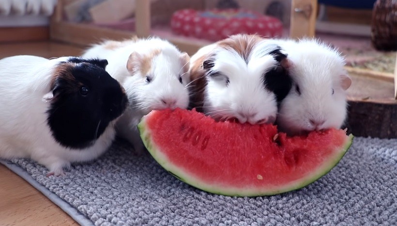 Can Guinea Pigs Eat Watermelon Rind