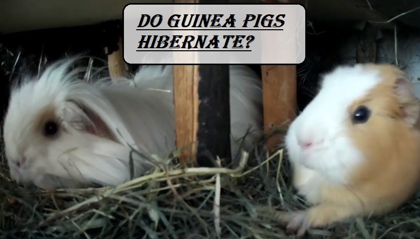 Do Guinea Pigs Hibernate