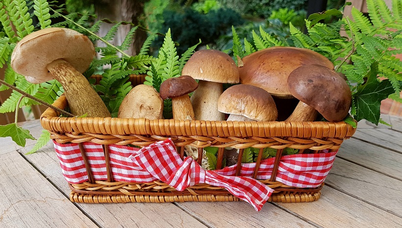 Do Guinea Pigs Like Mushrooms