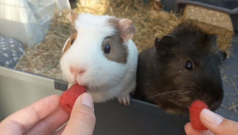 Do Guinea Pigs Like Raspberries