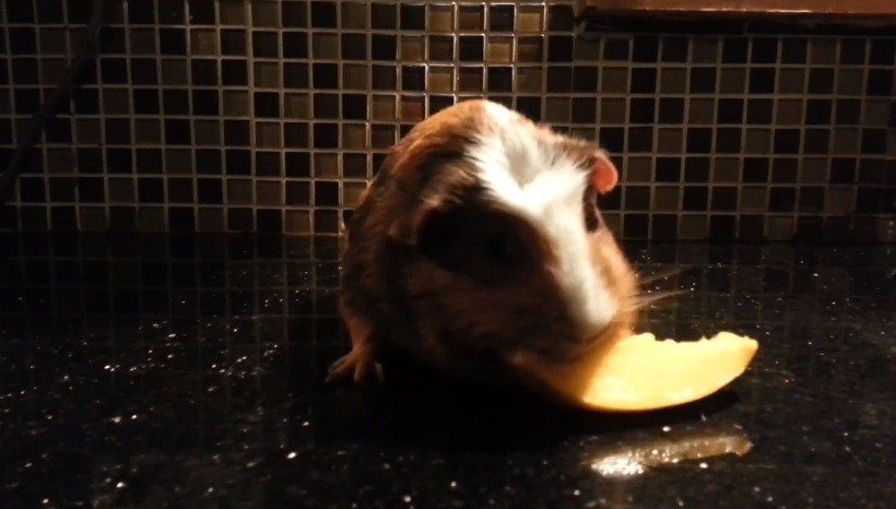 Serving Size Of Mangoes To Guinea Pigs