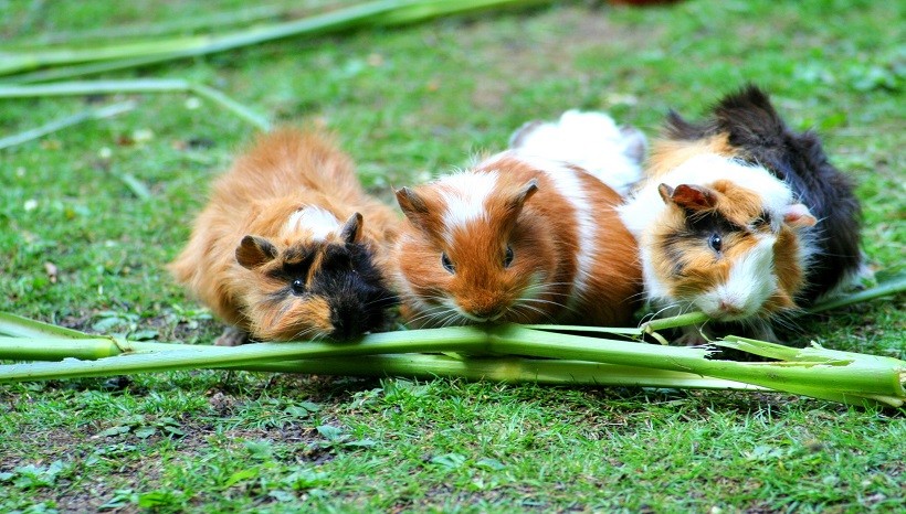Sleeping Habits Of Guinea Pigs