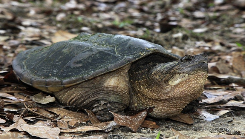 Snapping Turtle Hibernation