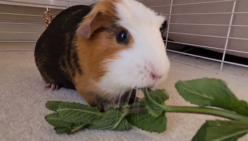What Portion Of Mint Is Safe For Guinea Pigs